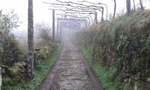 Camino Portugues při cestě z Rubiaes směrem do Porta v mlze