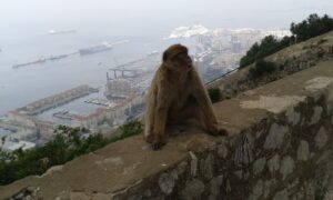 Opice na Gibraltaru s pozadím gibraltarské zátoky