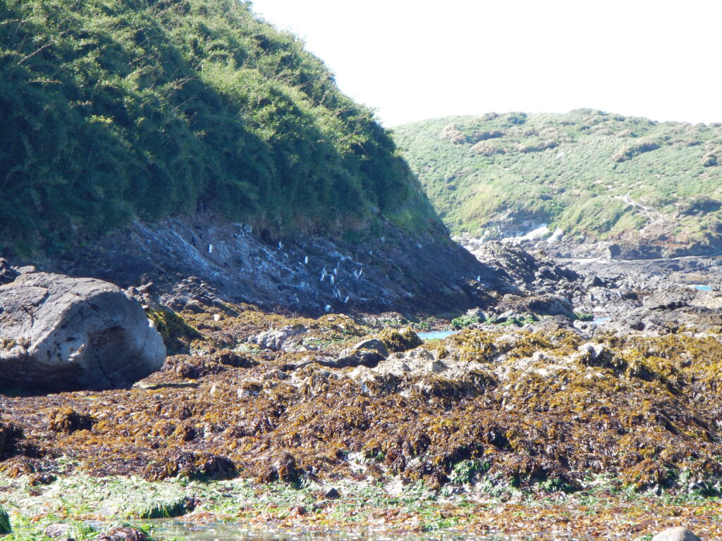 Kolonie hnízdících tučňáků Humboldtových u Cocotue na Chiloé v Chile