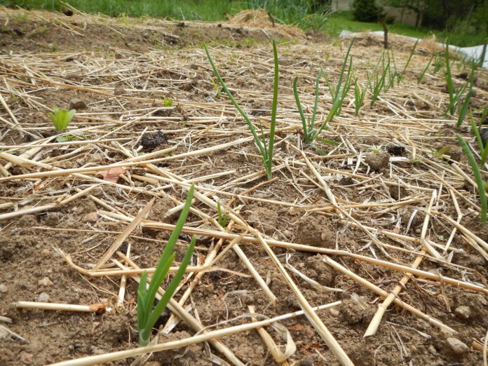 Cibule, kukuřice, zahrada, sláma, permakultura, biodynamika